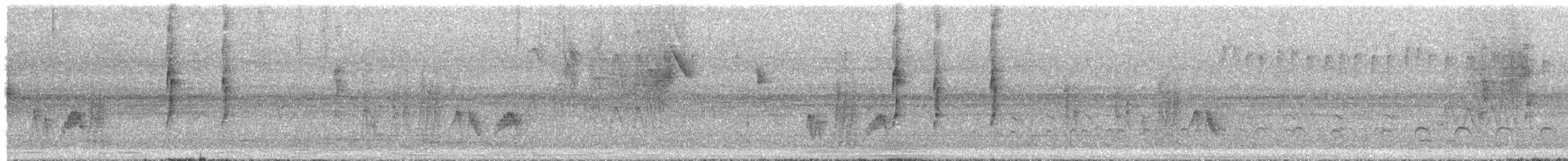 Tyranneau ventru - ML644543011