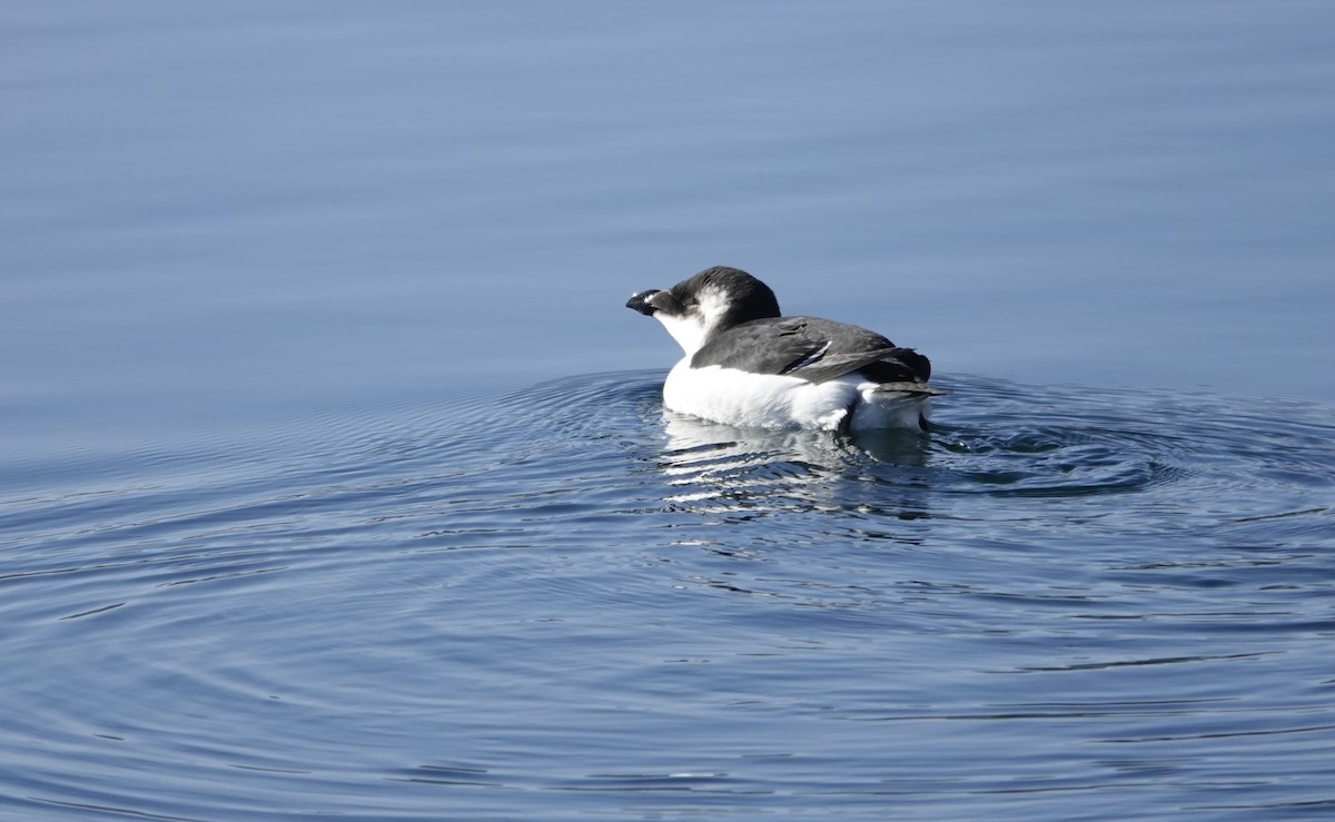 Razorbill - ML644543012
