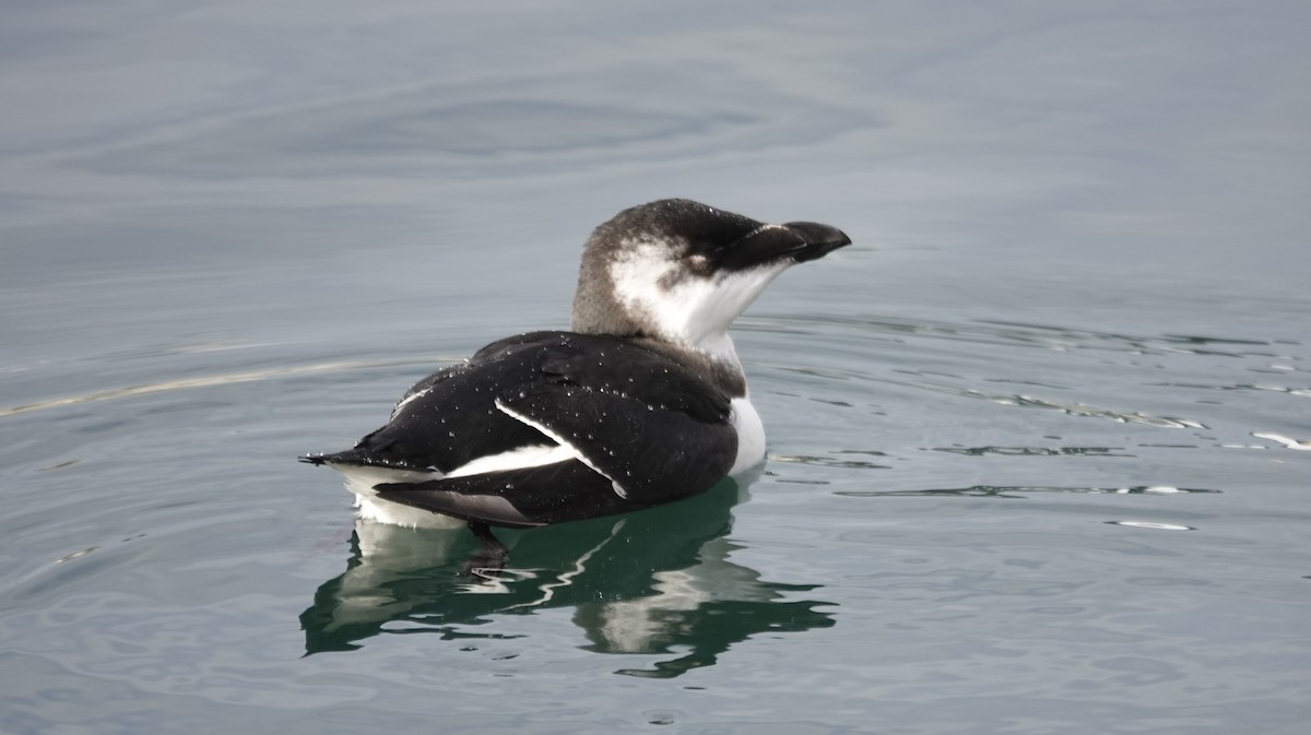 Razorbill - ML644543013