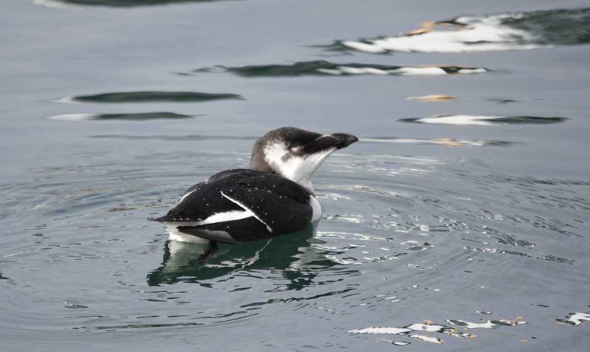 Razorbill - ML644543017