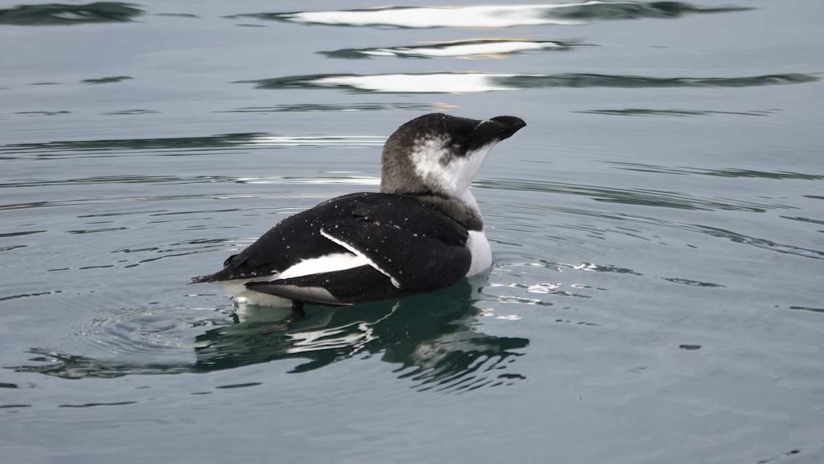 Razorbill - ML644543018