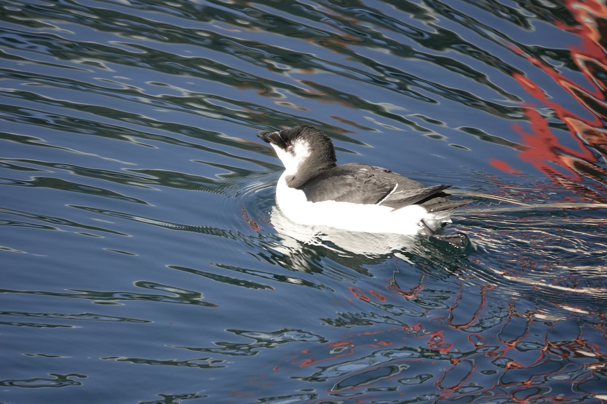 Razorbill - ML644543019