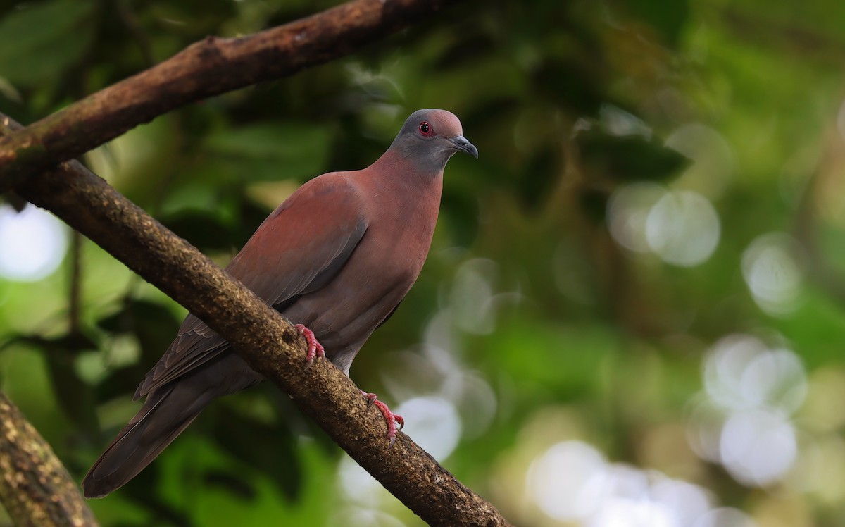 Paloma Colorada - ML644543021