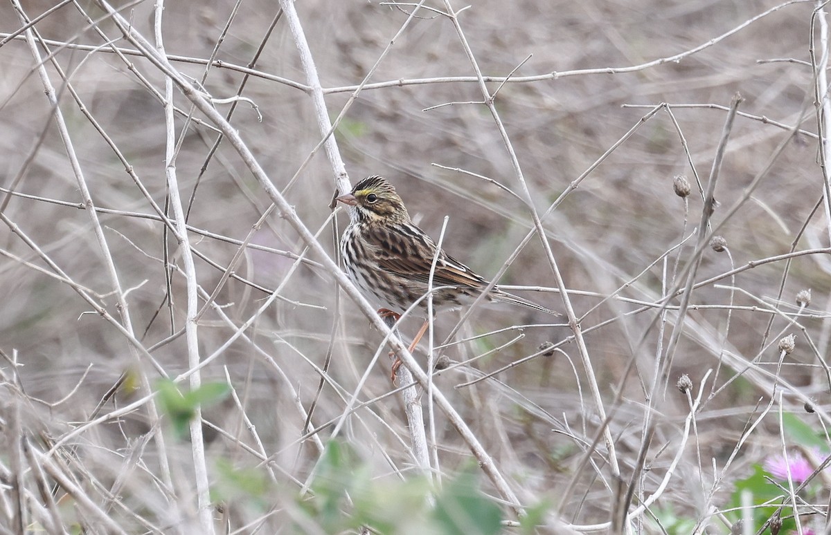 Savannah Sparrow - ML644543022