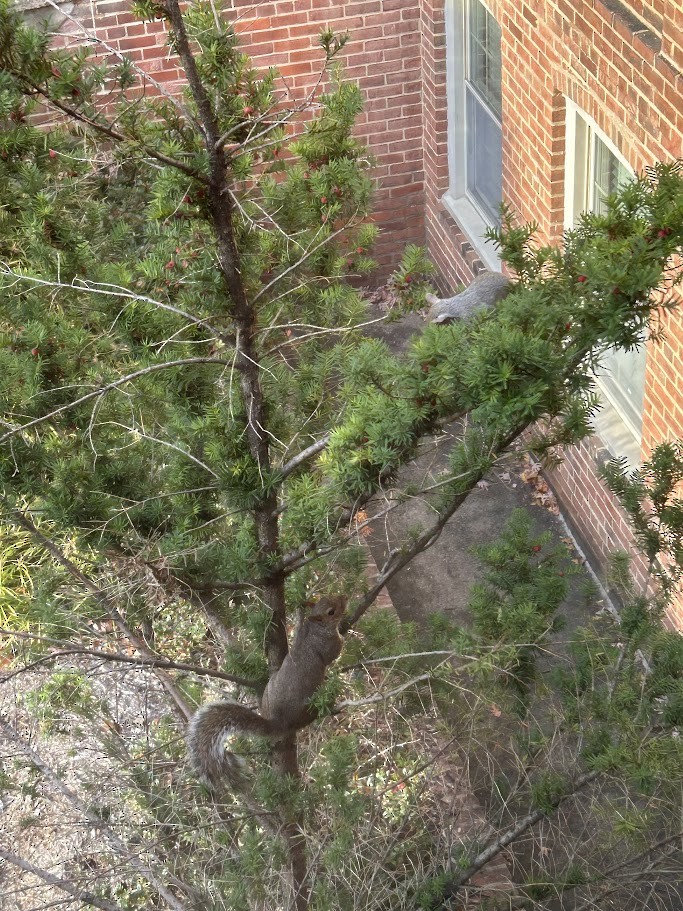 Eastern Gray Squirrel - ML644543023