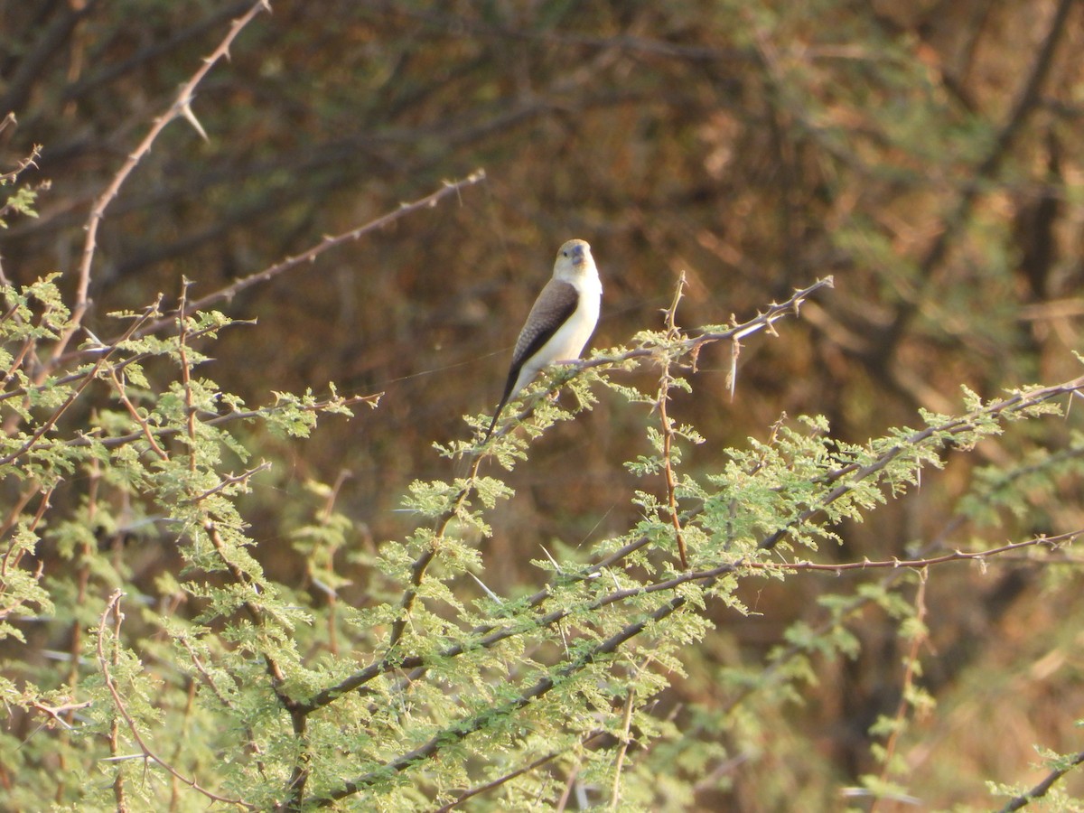 African Silverbill - ML644543025