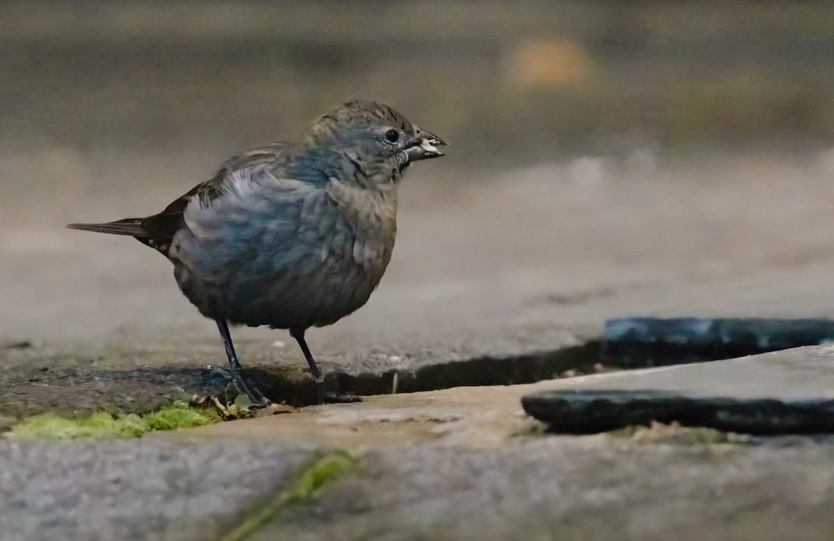 Brown-headed Cowbird - ML644543026