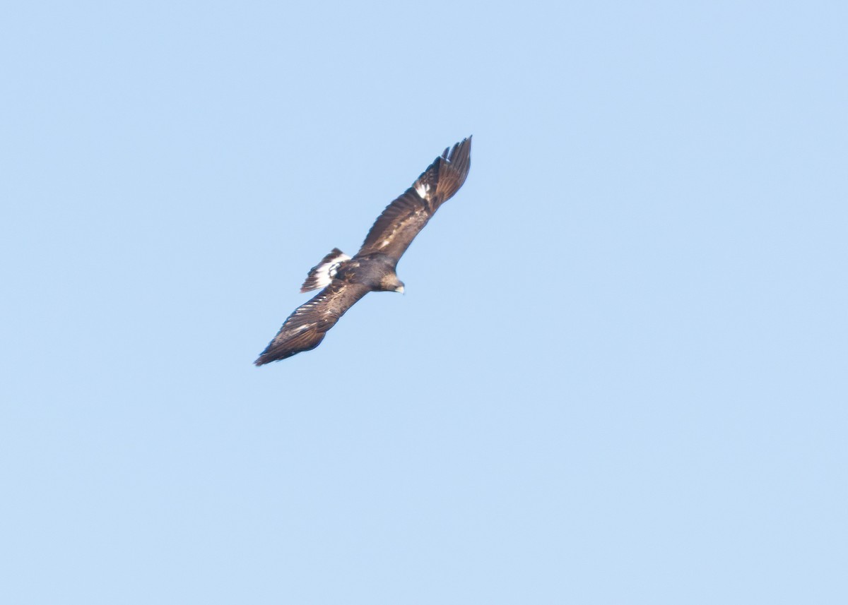 kongeørn - ML644543029