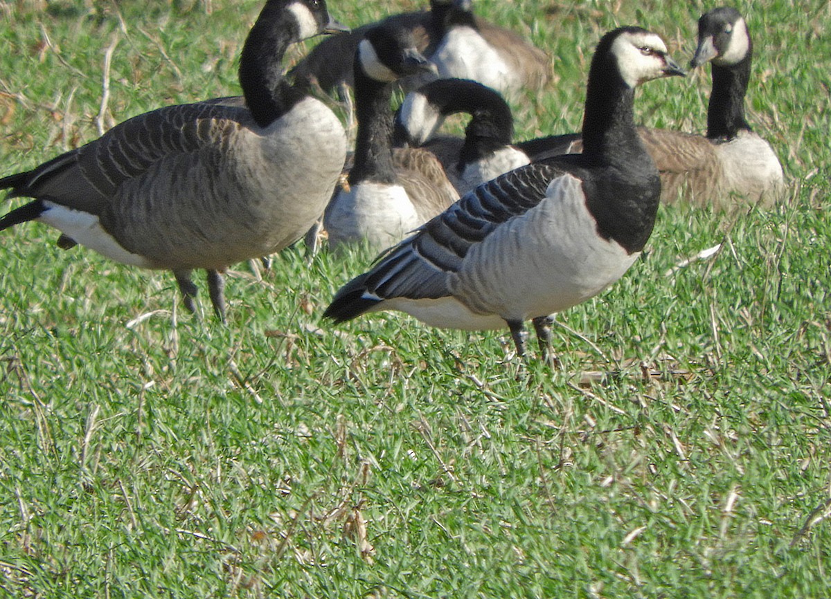 Barnacle Goose - ML644543030
