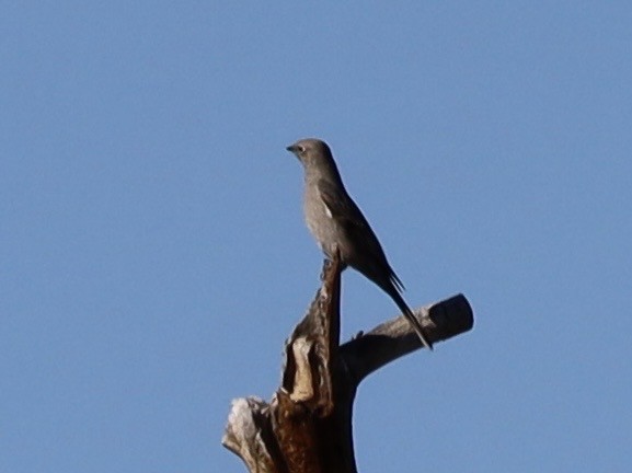 ハエトリツグミ - ML644543035