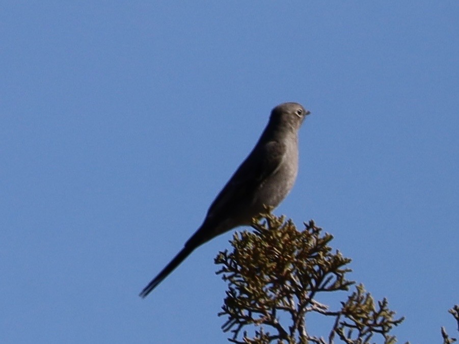 ハエトリツグミ - ML644543036