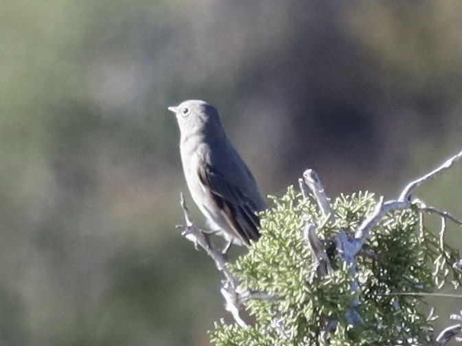 ハエトリツグミ - ML644543037