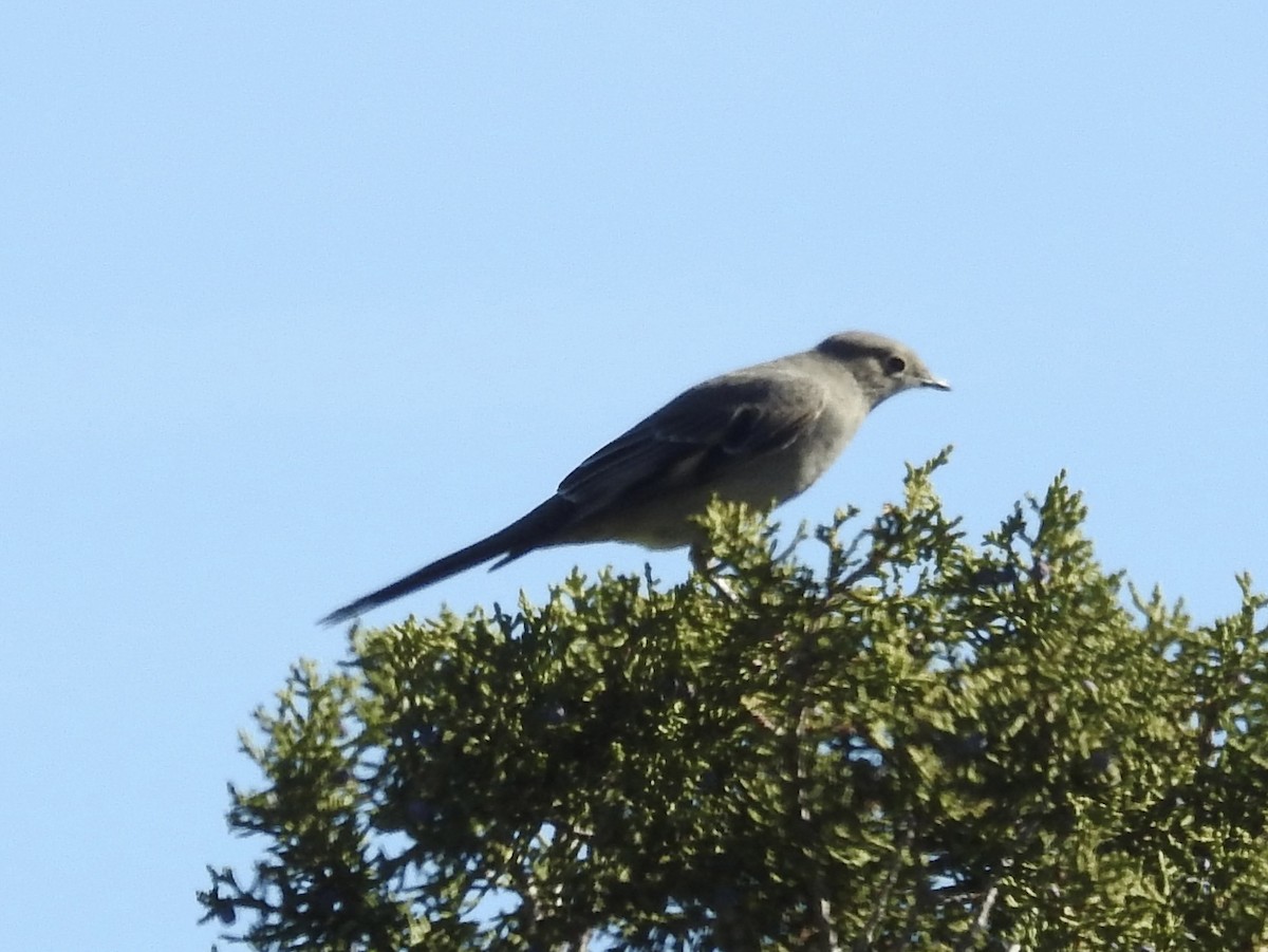 ハエトリツグミ - ML644543038