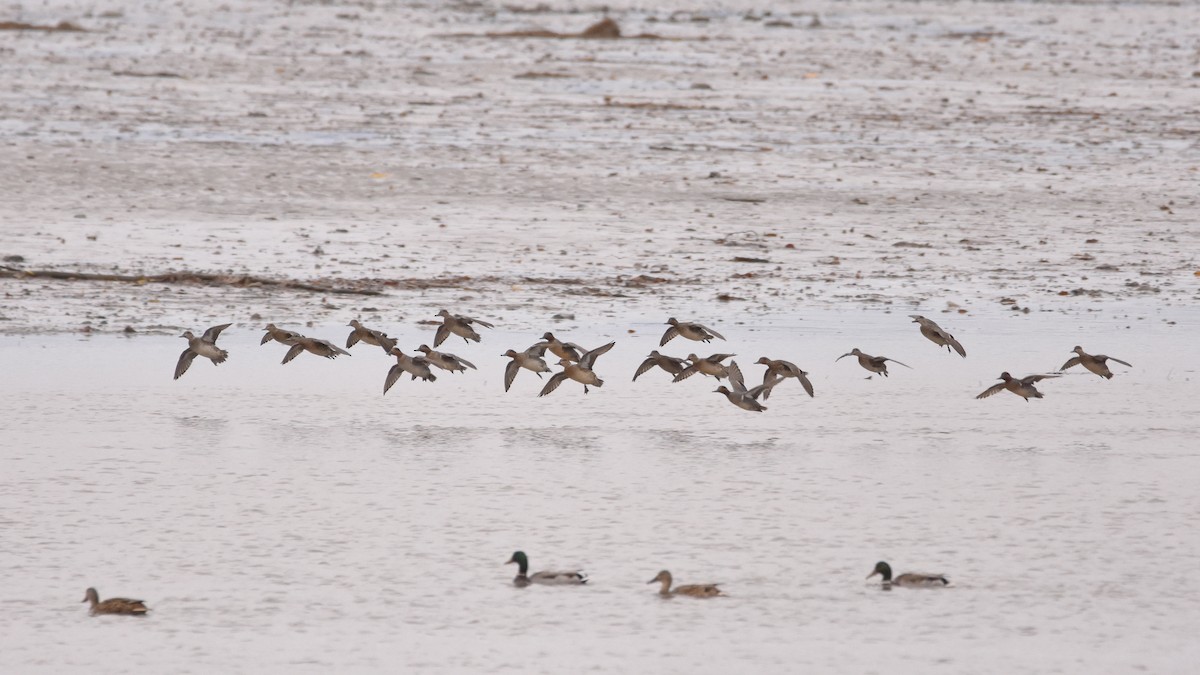 krikkand - ML644543049