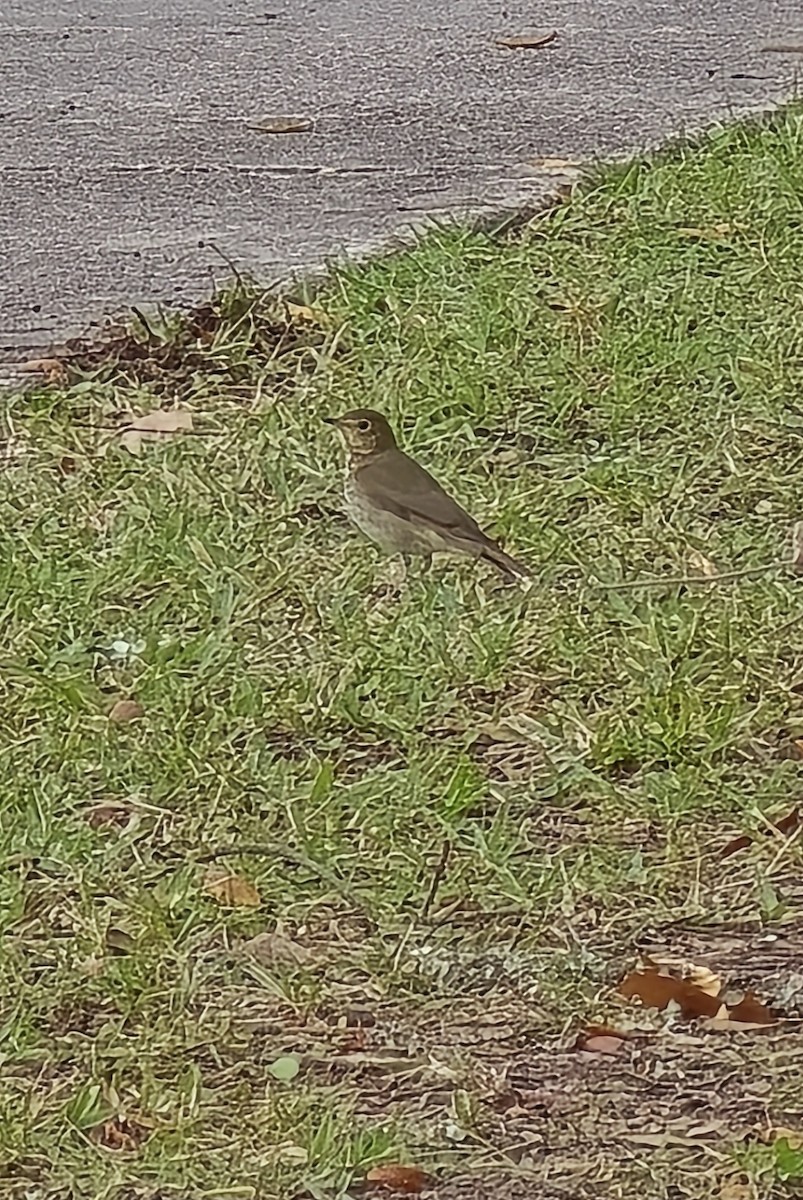 Swainson's Thrush - ML644543052