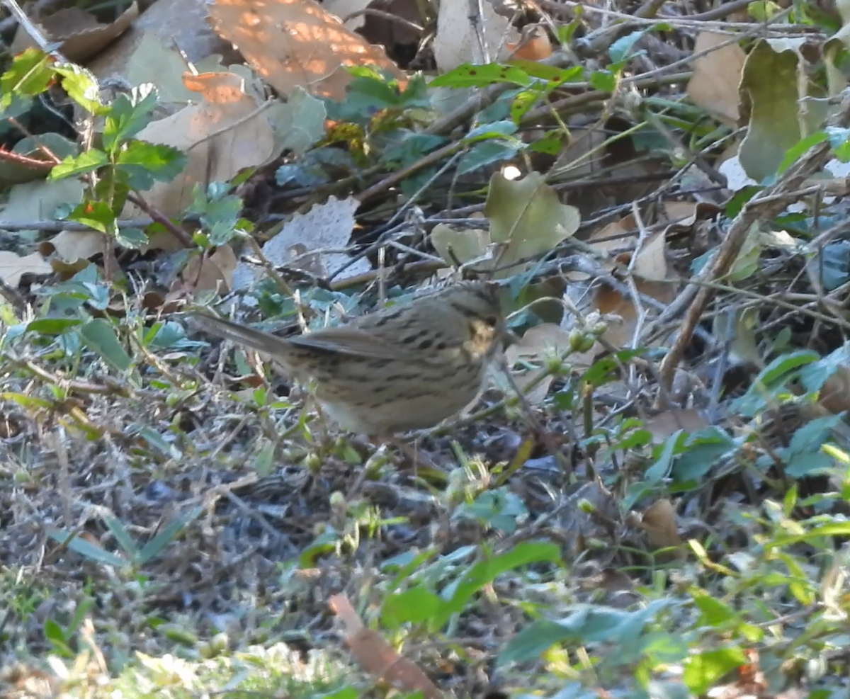 strnadec pruhohlavý - ML644543066