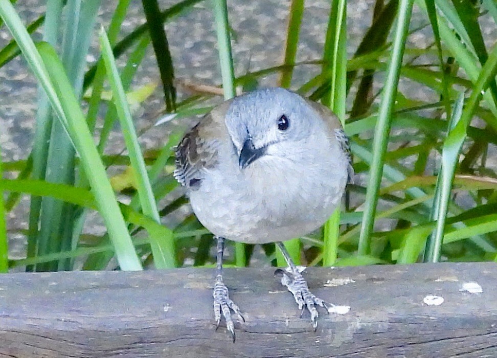 Gri Islıkçıardıç - ML644543074