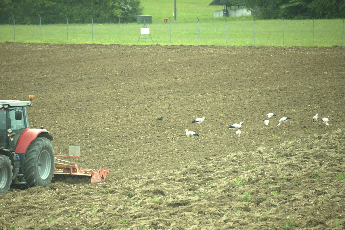 White Stork - ML644543076
