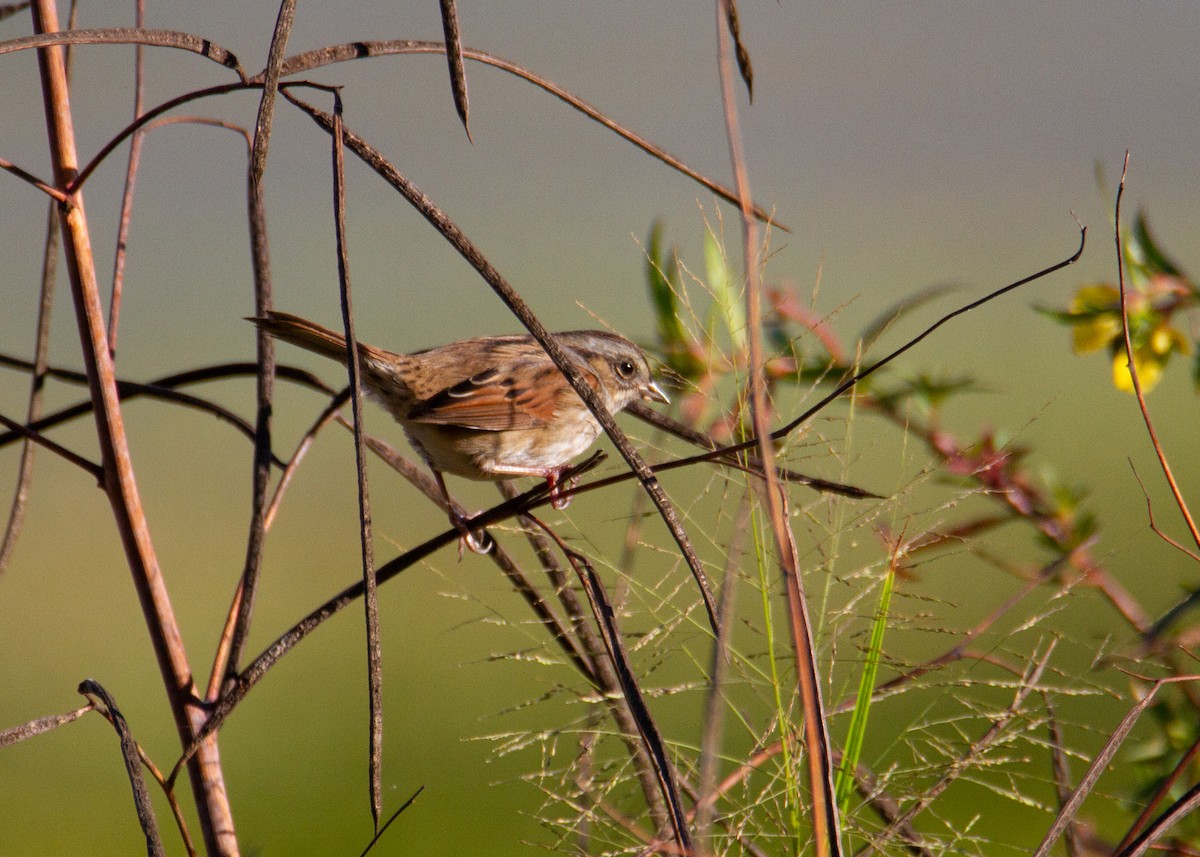 ヌマウタスズメ - ML644543082