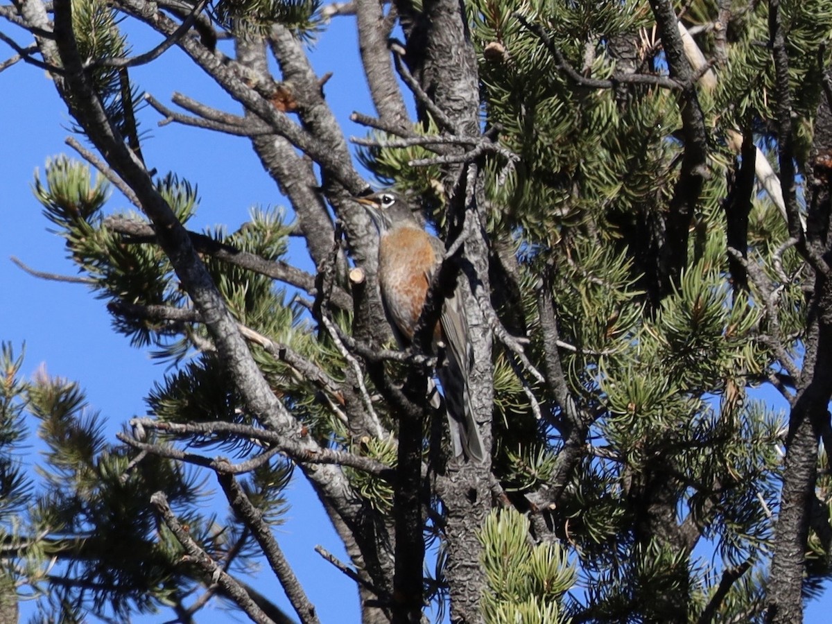 קיכלי נודד - ML644543100