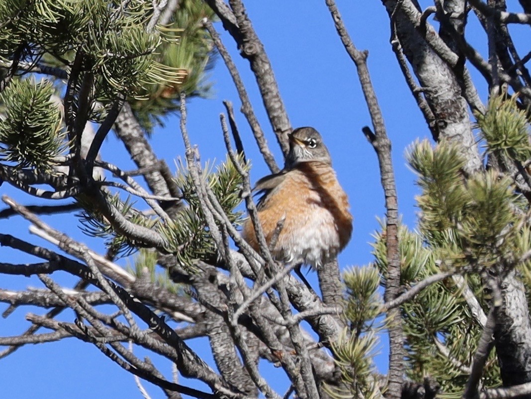 קיכלי נודד - ML644543101