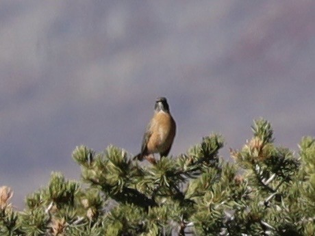 קיכלי נודד - ML644543103