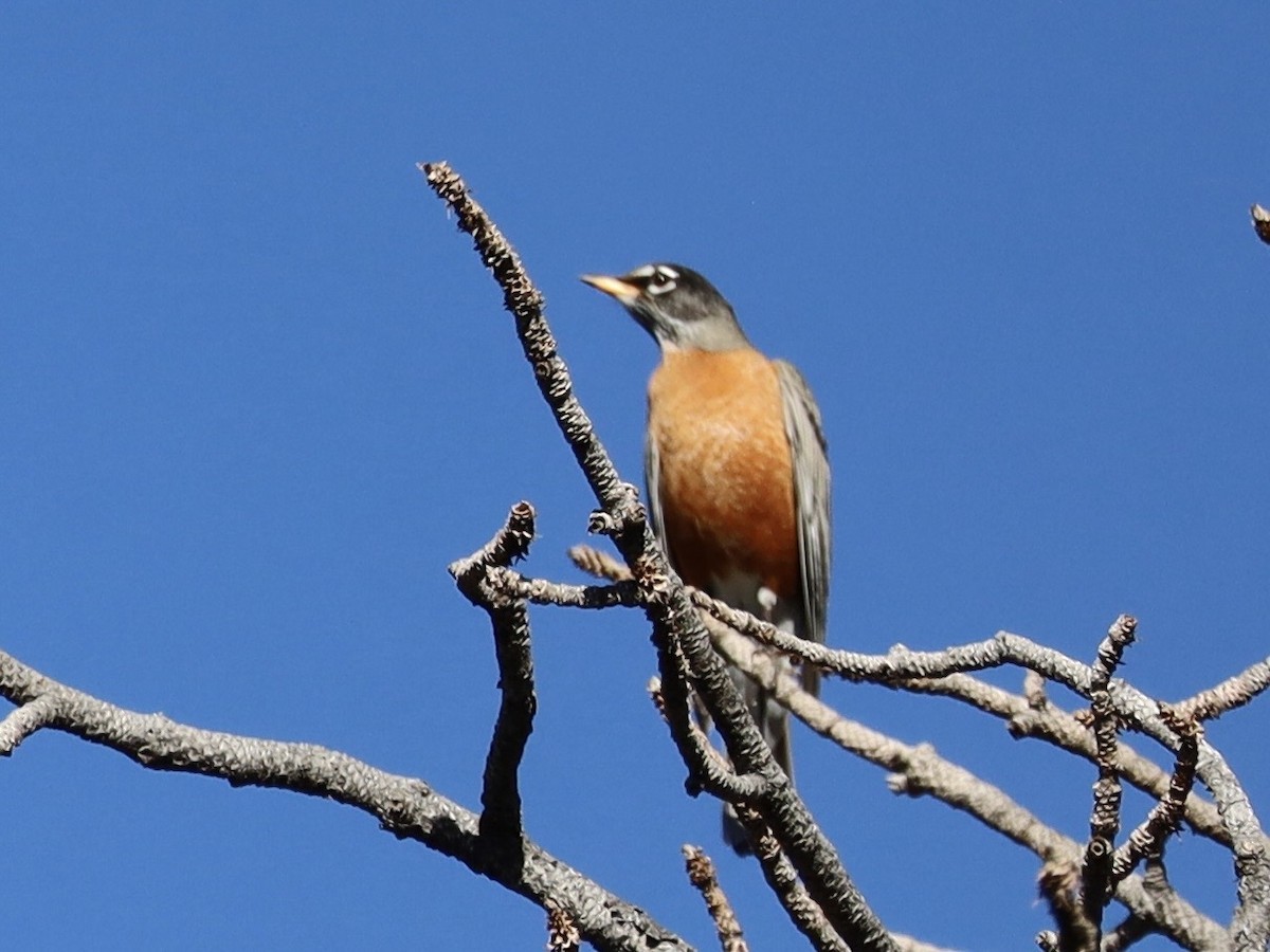 קיכלי נודד - ML644543104