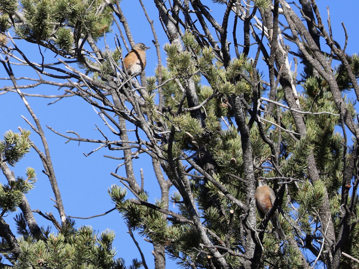 קיכלי נודד - ML644543105