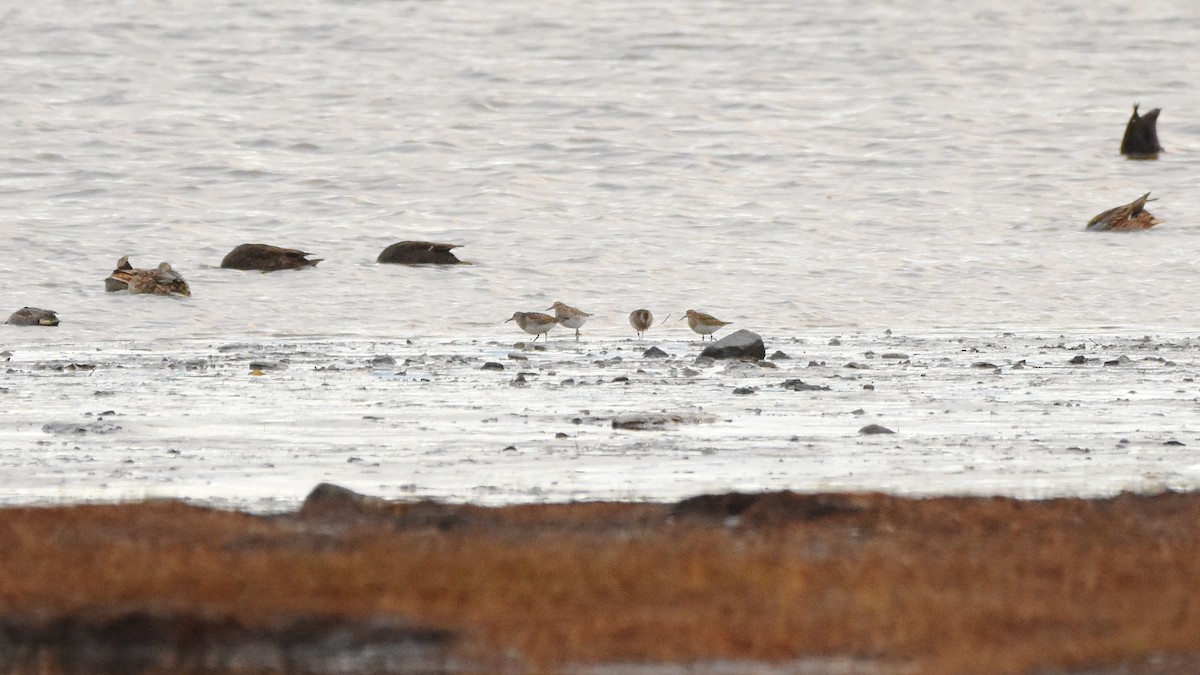 Dunlin - ML644543117