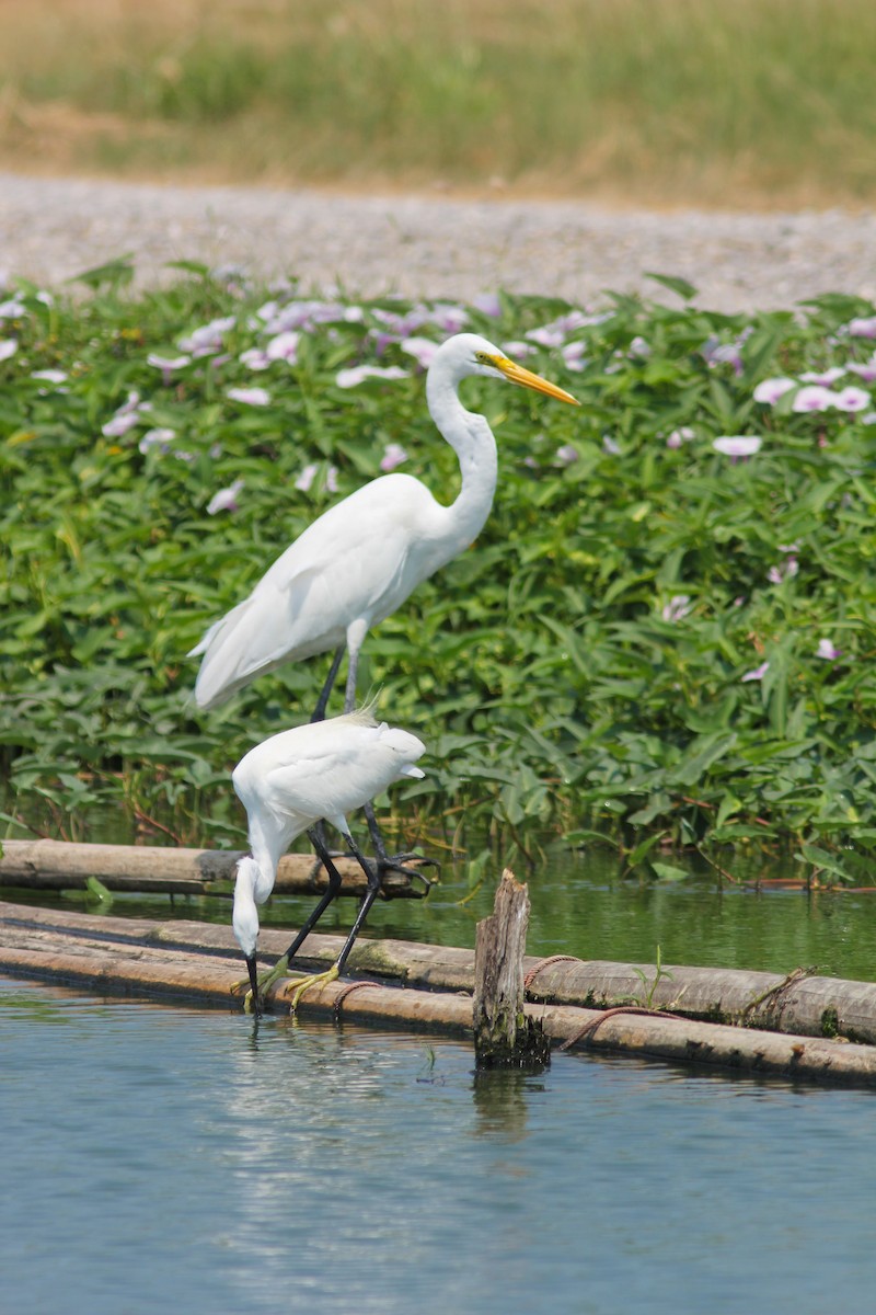 Silberreiher - ML644543118