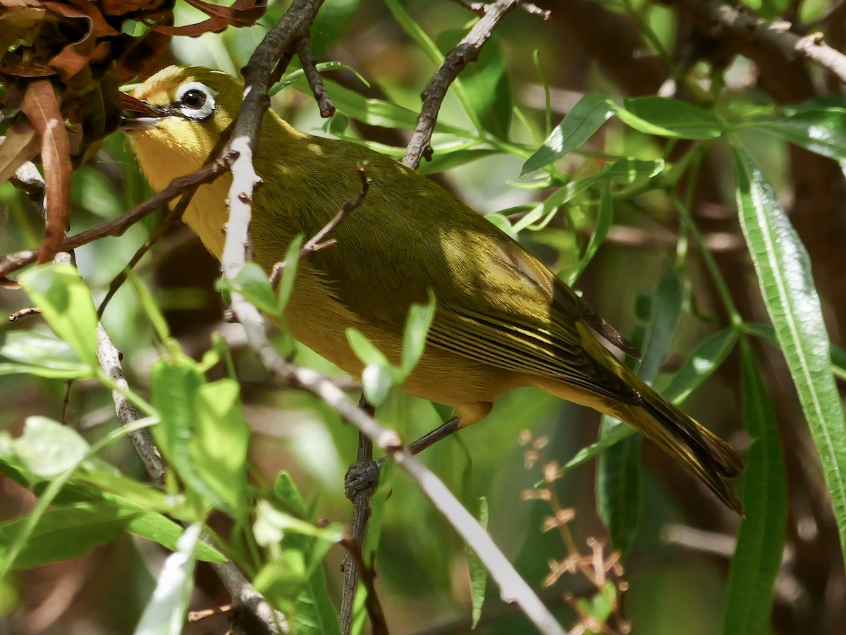 Kap Gözlükçüsü - ML644543123