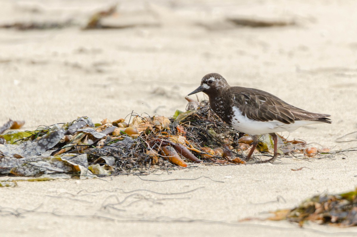 Black Turnstone - ML644543125