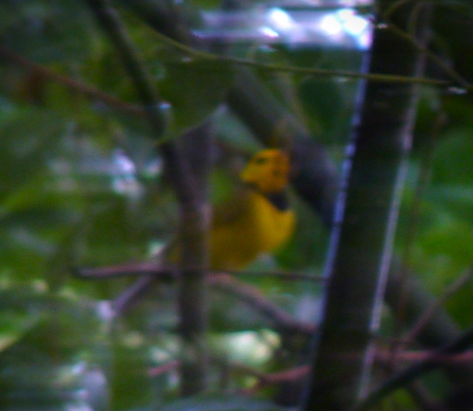 クロズキンアメリカムシクイ - ML644543126