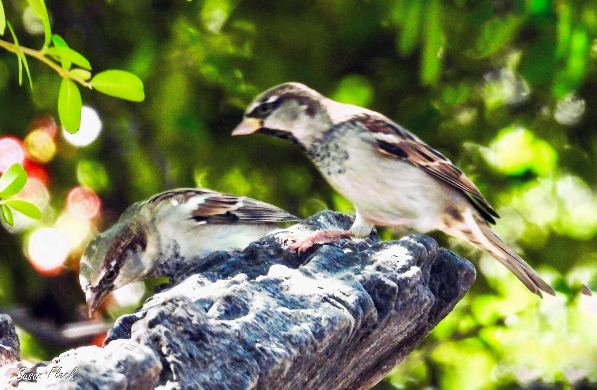 Оронгийн бор шувуу - ML644543138