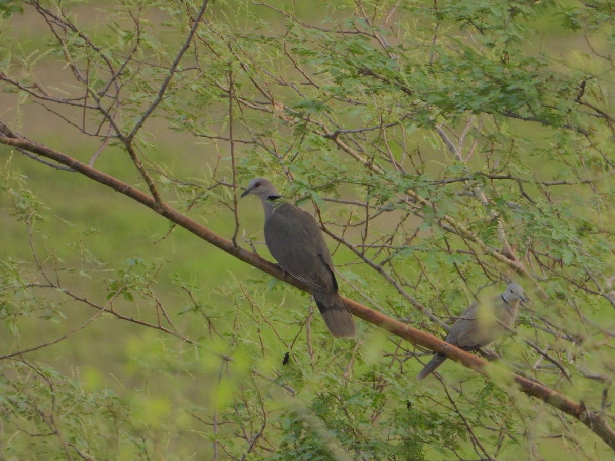 Red-eyed Dove - ML644543141