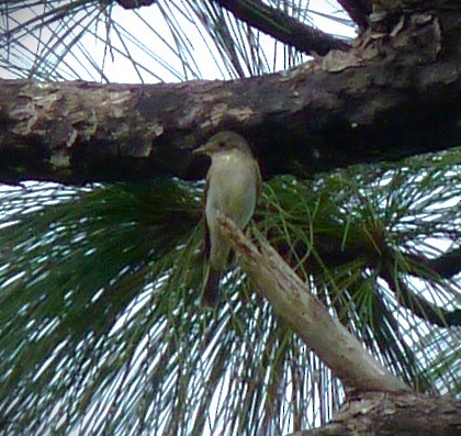 Acadian Flycatcher - ML644543142