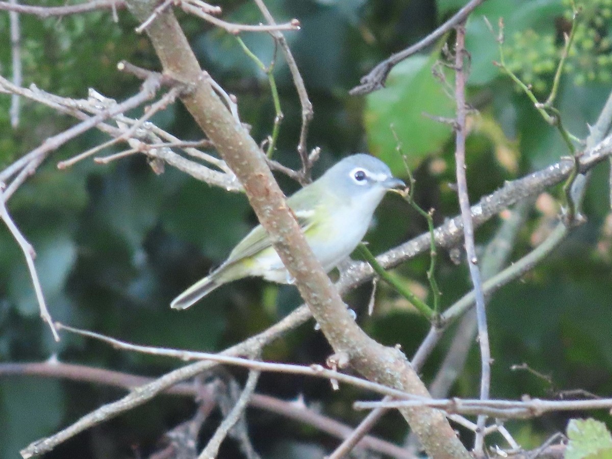 Viréo à tête bleue - ML644543152