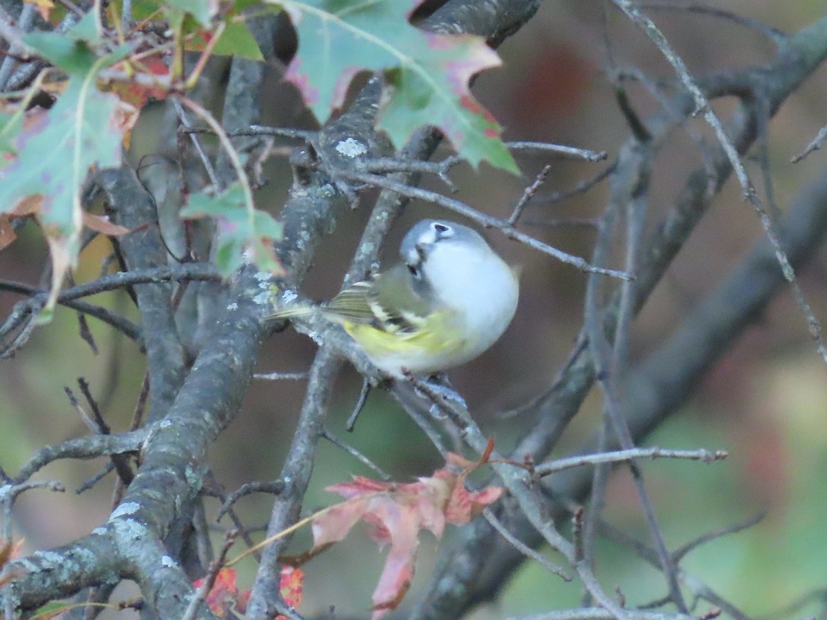 Viréo à tête bleue - ML644543153