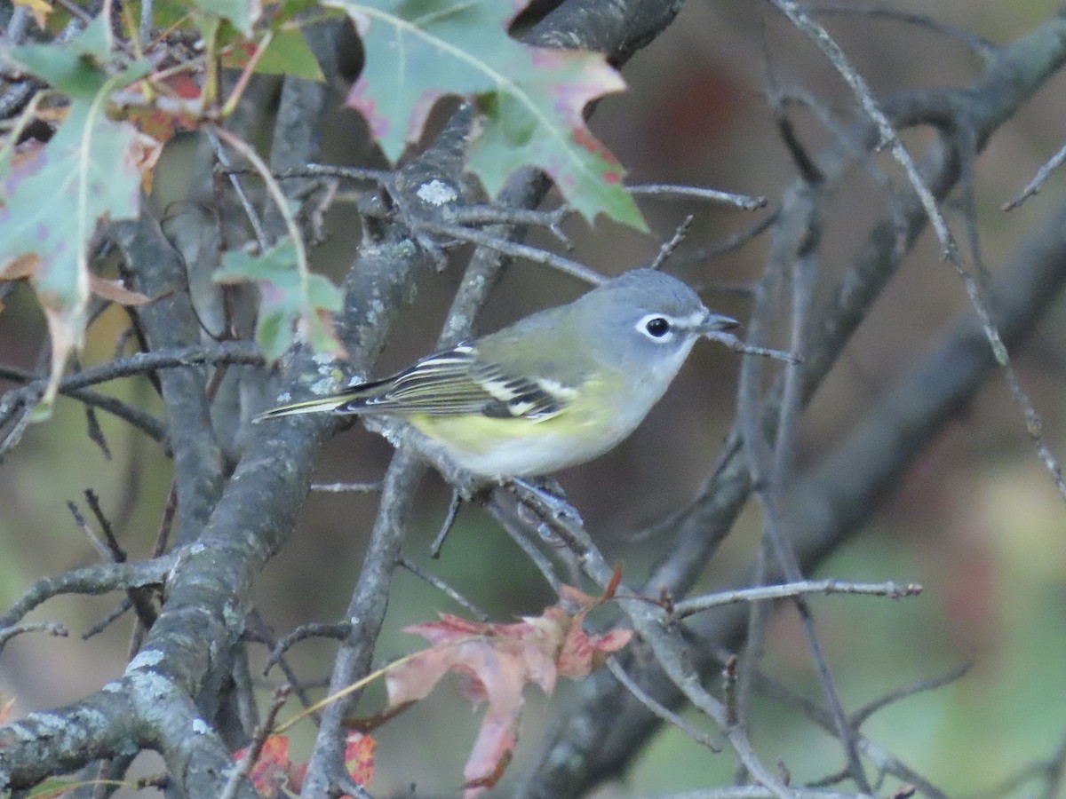 Viréo à tête bleue - ML644543154