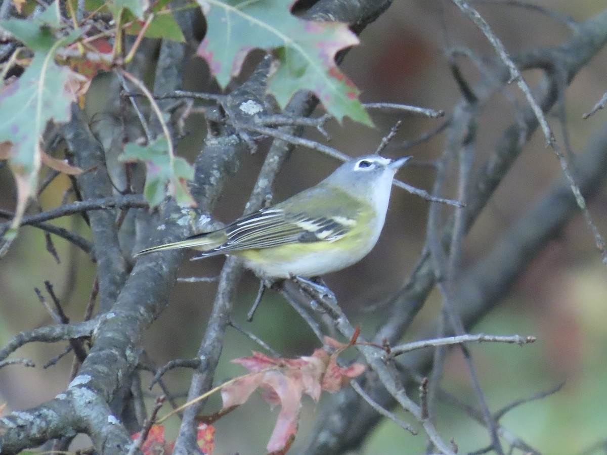 Viréo à tête bleue - ML644543155