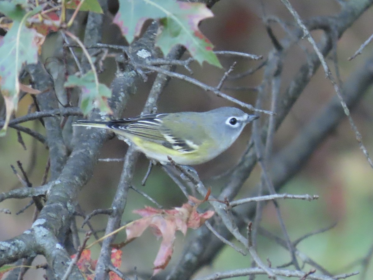 Viréo à tête bleue - ML644543156