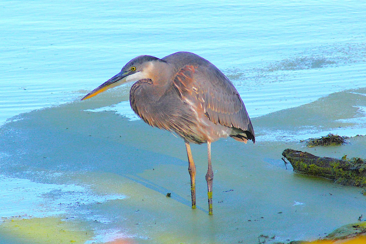 Great Blue Heron - ML644543157