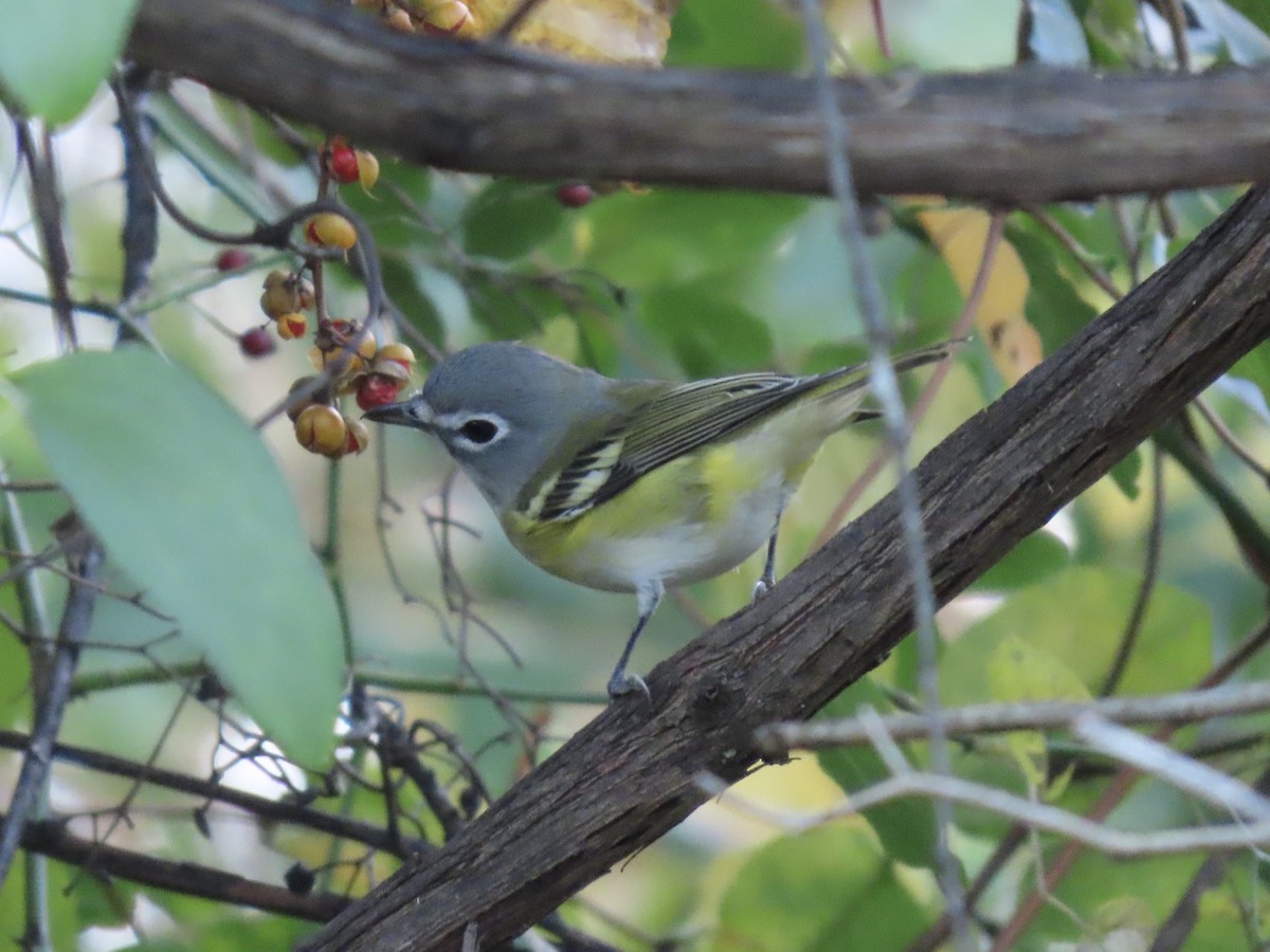 Viréo à tête bleue - ML644543158