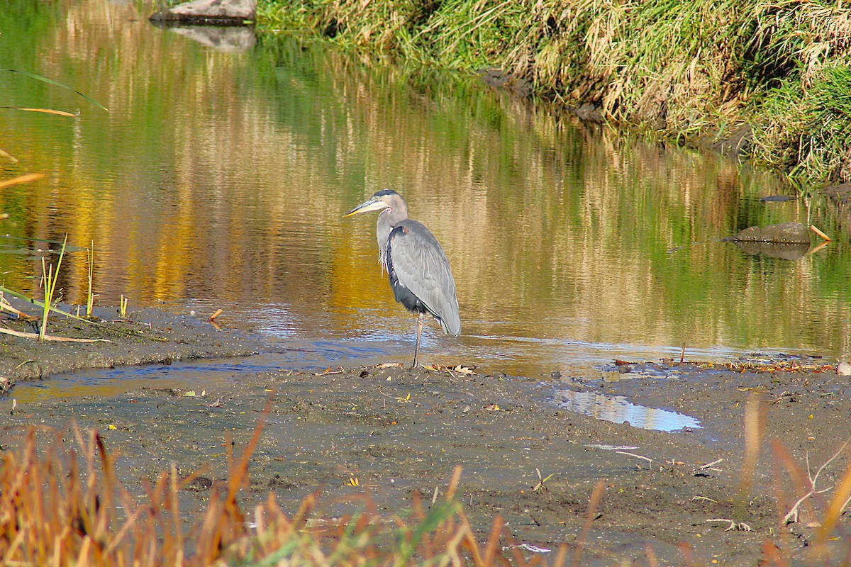 Great Blue Heron - ML644543159