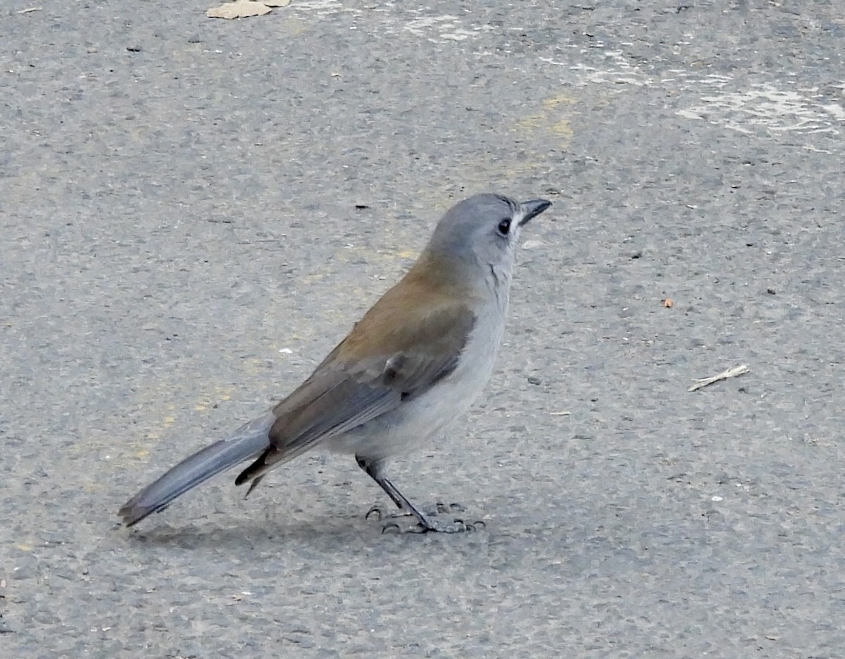 Gri Islıkçıardıç - ML644543164