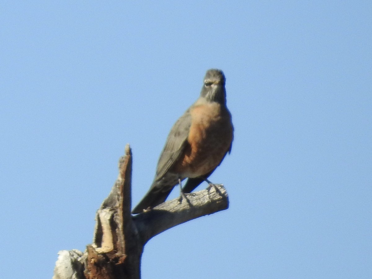 קיכלי נודד - ML644543167
