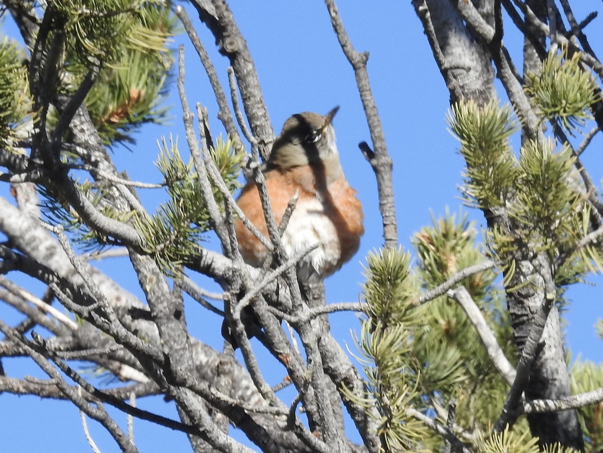 קיכלי נודד - ML644543169