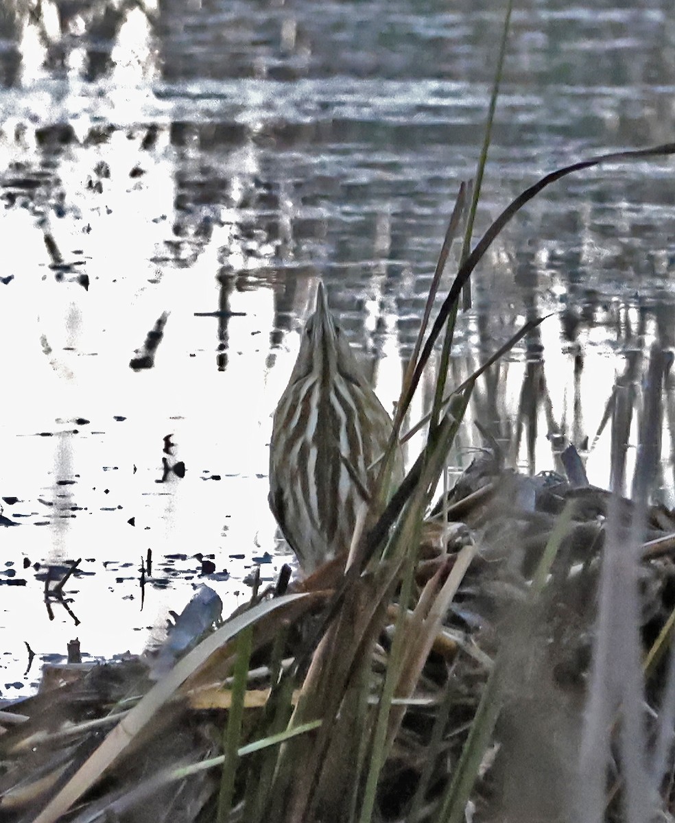 American Bittern - ML644543171