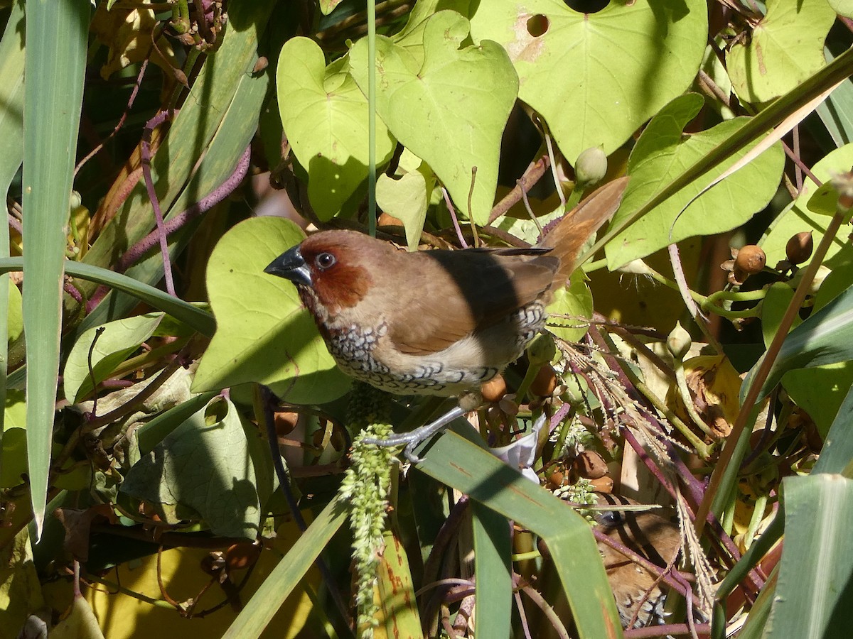 Muskatbronzemännchen - ML644543176