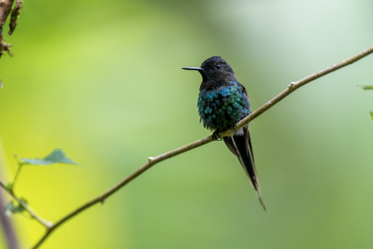 Yeşil Telkuyruk - ML644543183